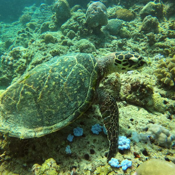 turtle DCIM100GOPROGOPR0274.JPG