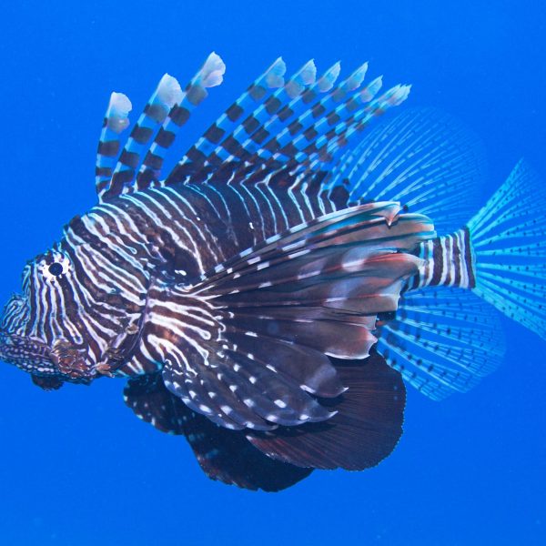 Lion fish Lion fish