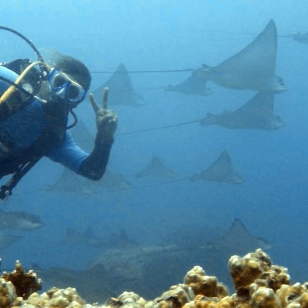 Olivier with eagle rays Olivier with eagle rays