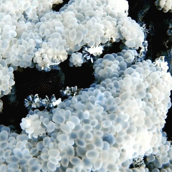 bubble coral bubble coral