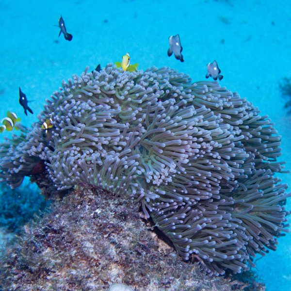 clown fish clown fish