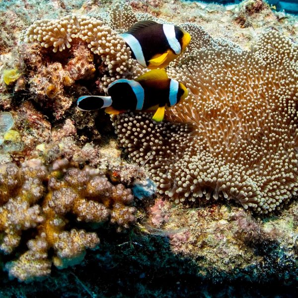 clown fishes clown fishes