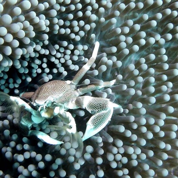 crab crab