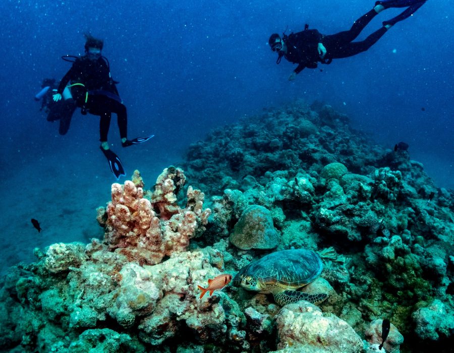 divemaster divemaster