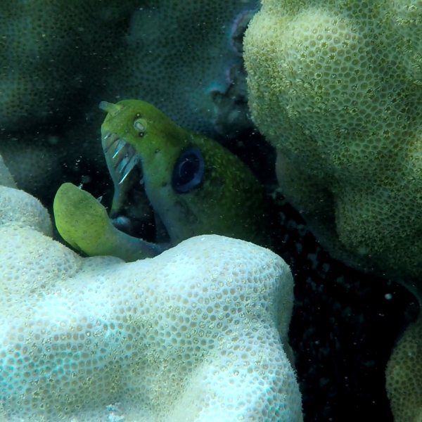 eel eel