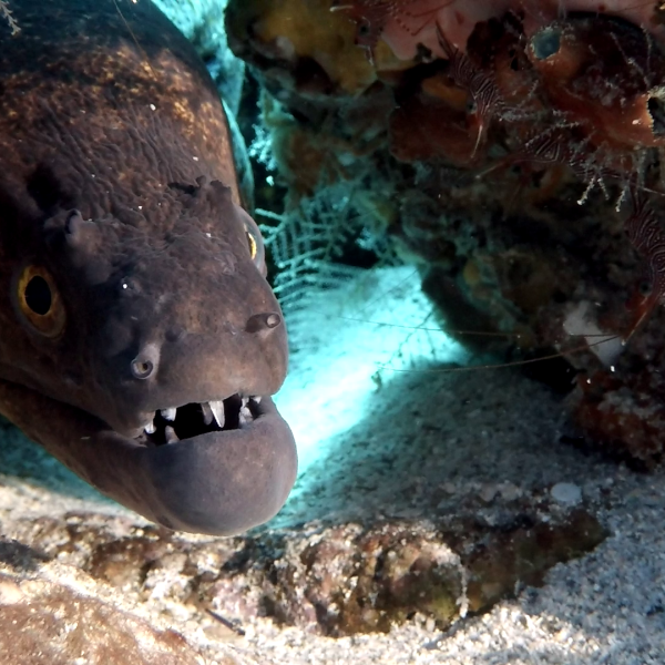 eel2 eel2