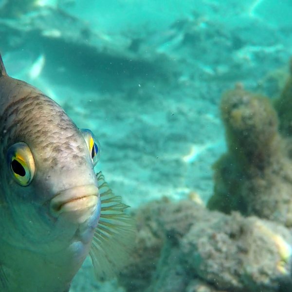 fish fish