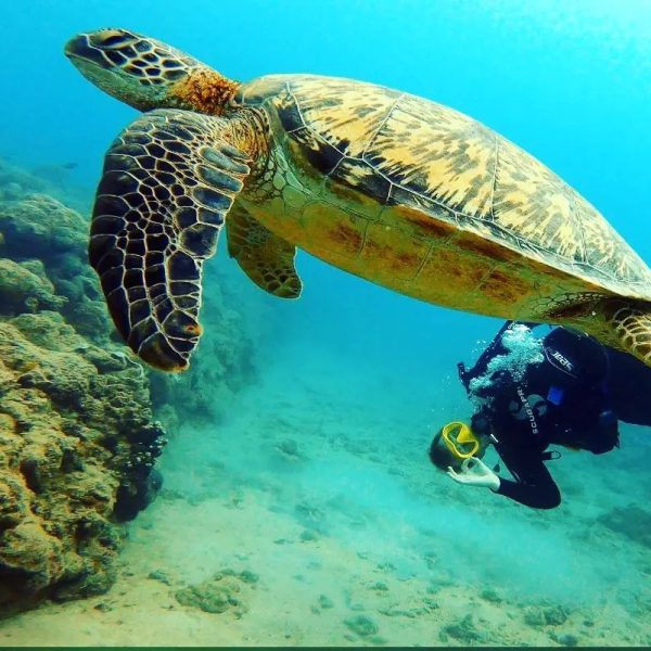 green turtle copy green turtle copy