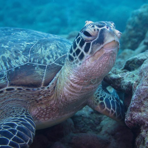 green turtle green turtle