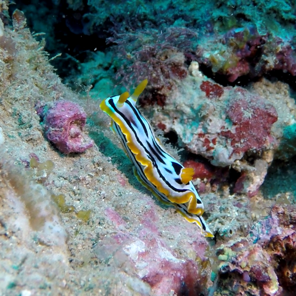 nudibranch nudibranch