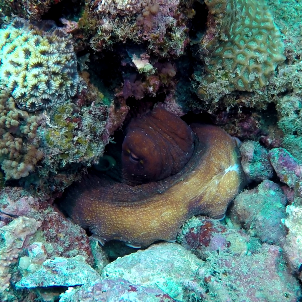 octopus octopus