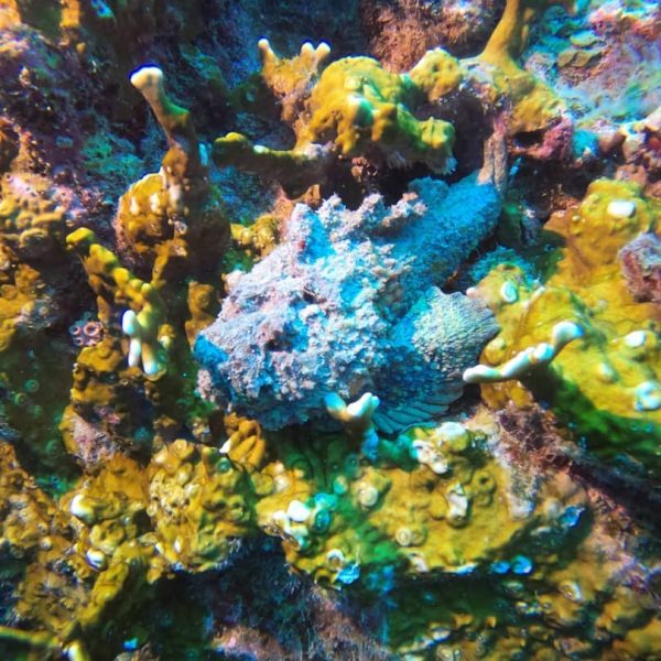 reef stonefish reef stonefish