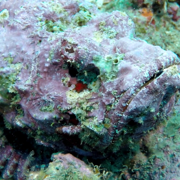 scorpion fish scorpion fish