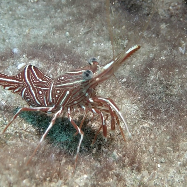 shrimp shrimp