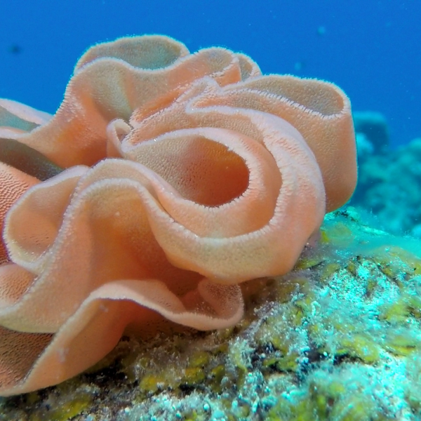 spanish dancer eggs spanish dancer eggs