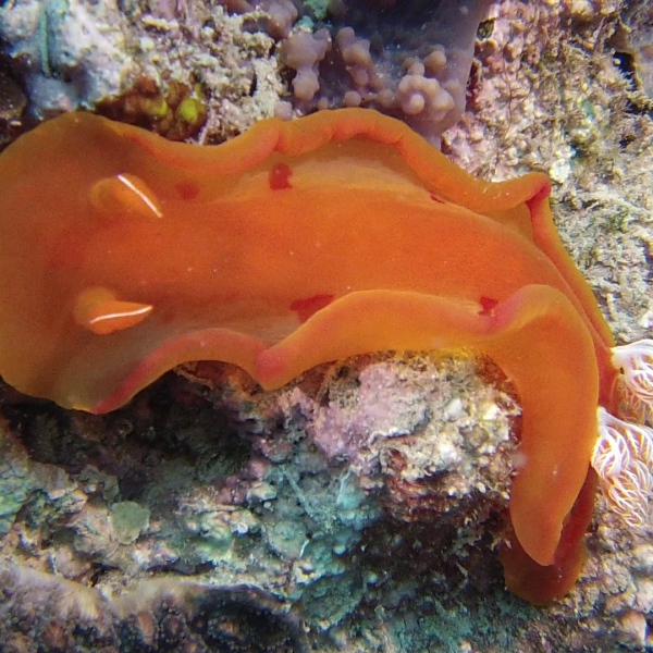 spanish dancer spanish dancer