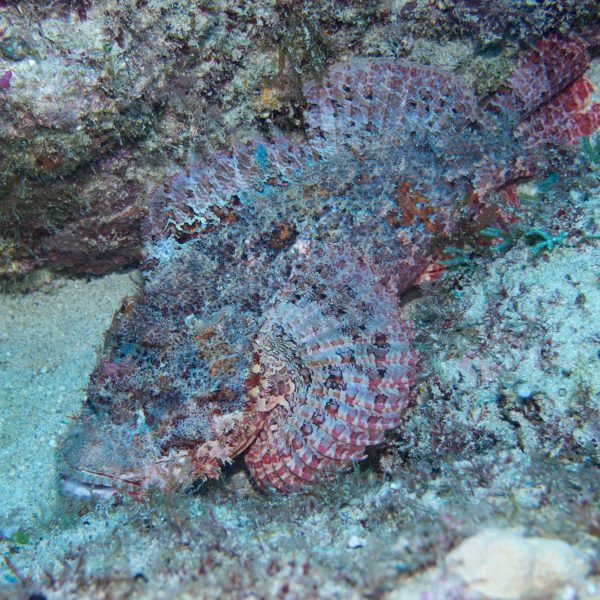 stone fish stone fish