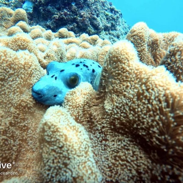 tamarin-ocean-pro-diving-puffer-fish tamarin-ocean-pro-diving-puffer-fish